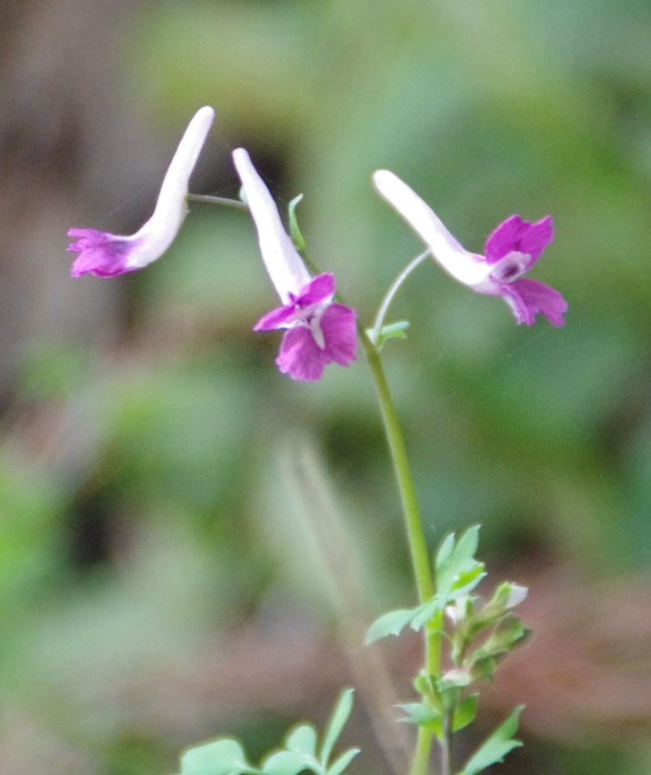 c0144185_1614778.jpg