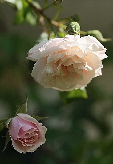 e0209997_1543290.jpg