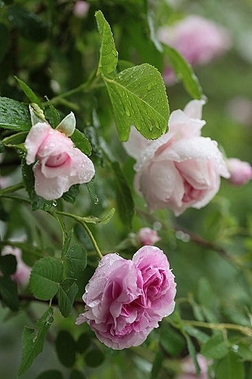 e0209997_21131114.jpg