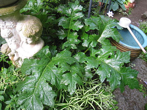 d0046702_8174427.jpg