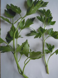 e0206902_23253863.jpg
