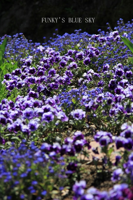 c0145250_12353977.jpg
