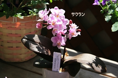 d0054461_17301459.jpg