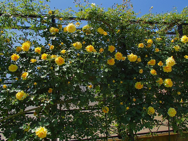 a0104162_12215679.jpg