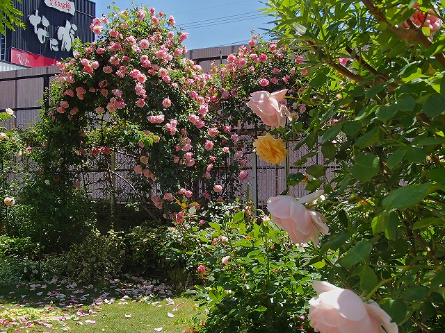 a0104162_12225239.jpg