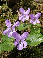 f0035962_11185190.jpg