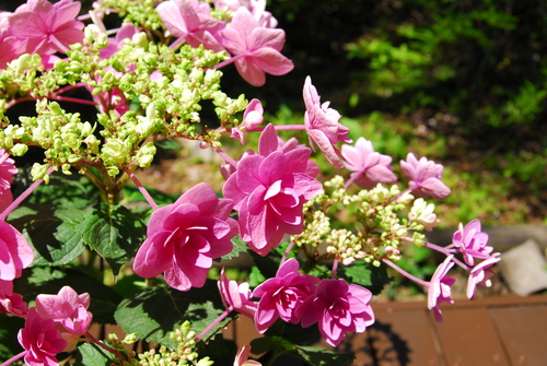 e0151566_21252068.jpg