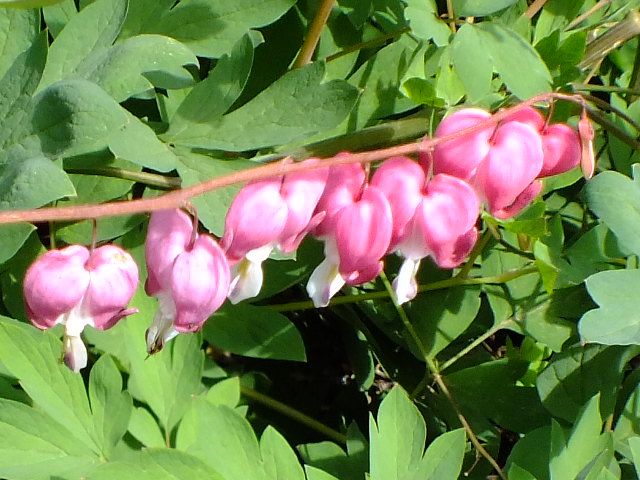 e0145782_17573760.jpg