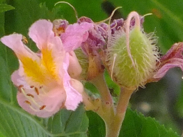 e0145782_1811443.jpg