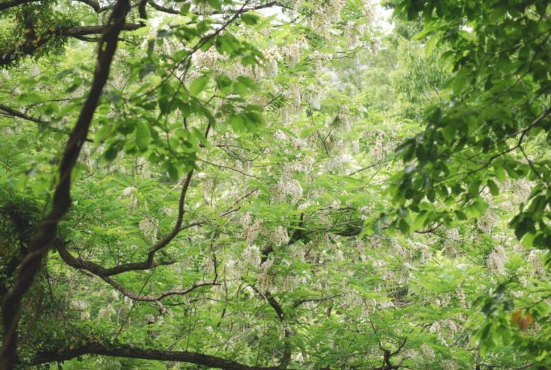 e0025300_17141181.jpg