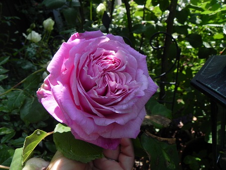 c0152002_18341691.jpg