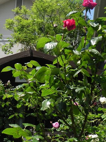 c0152002_1836315.jpg