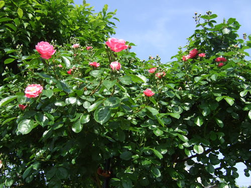 b0107310_21362164.jpg