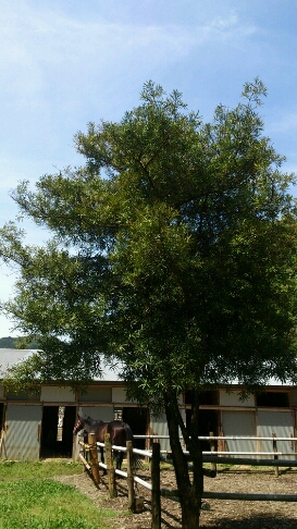 b0187620_20314894.jpg