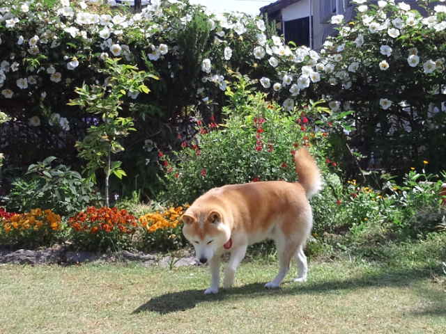c0060620_17323064.jpg