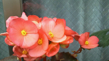 f0161834_15171834.jpg