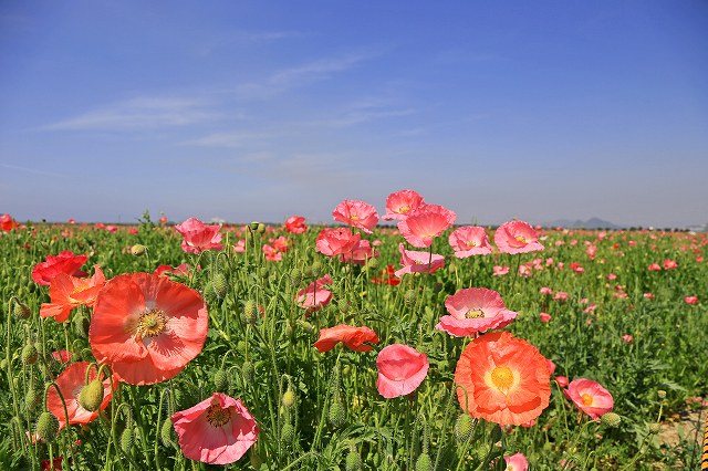 a0242438_2144335.jpg