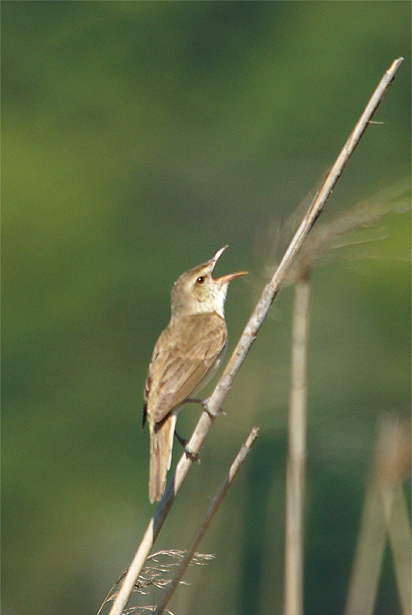 f0214649_457129.jpg
