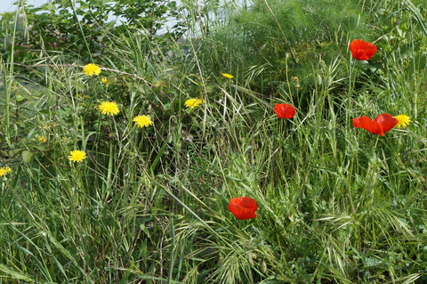c0206352_541490.jpg