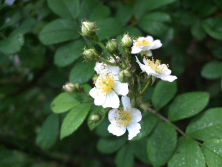 f0039281_17312423.jpg