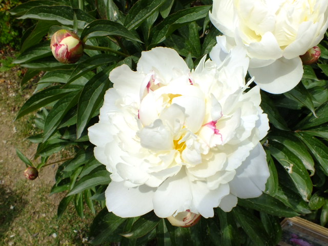 e0145782_20104312.jpg