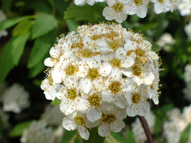 e0145782_201082.jpg