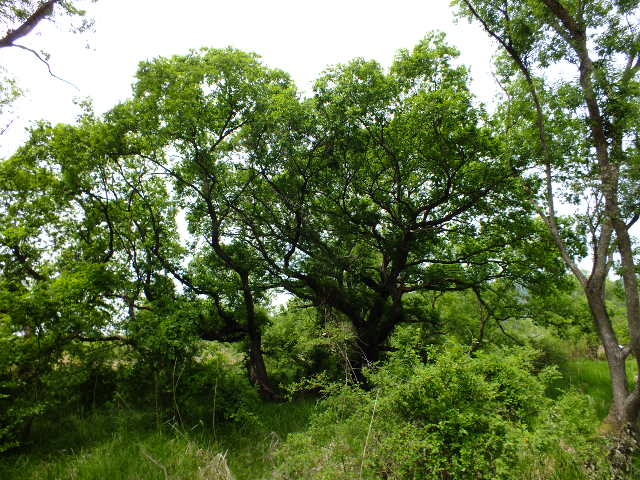 e0145782_2012049.jpg