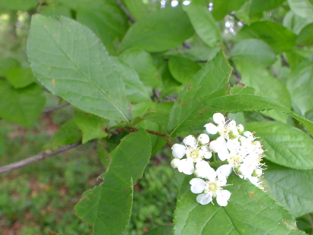 e0145782_20151925.jpg