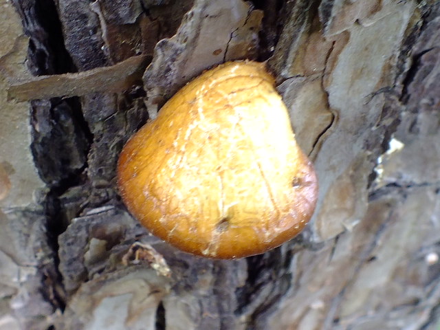 e0145782_20181214.jpg