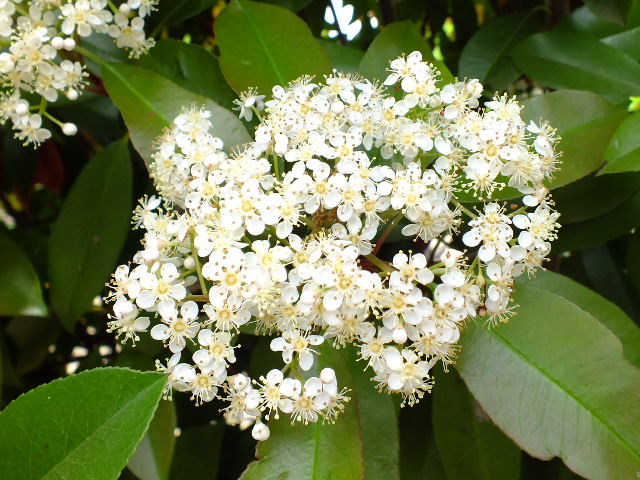 e0145782_2084642.jpg