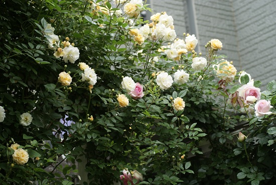 f0166982_22325297.jpg
