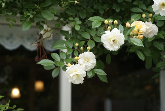 f0166982_22342025.jpg