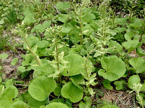 a0007388_13431053.jpg