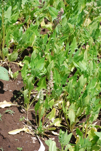 e0025300_16102138.jpg
