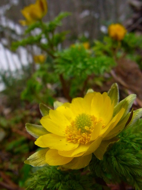 f0157901_9293879.jpg