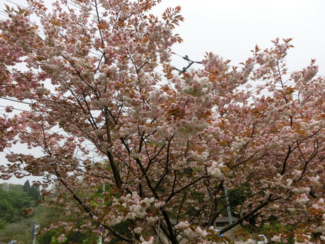 a0203003_15263657.jpg