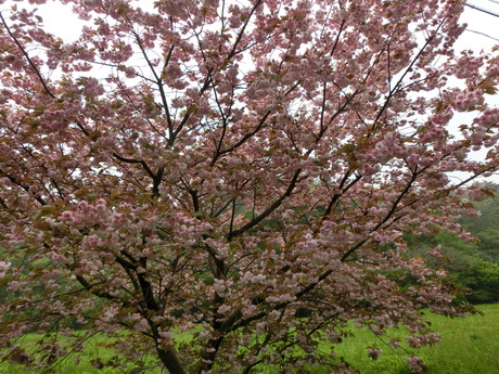 a0203003_1526717.jpg
