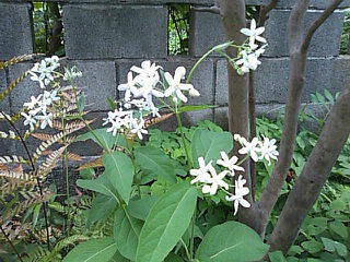b0279109_622587.jpg