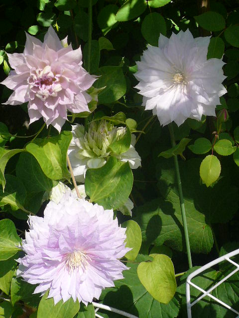 e0026017_13301397.jpg