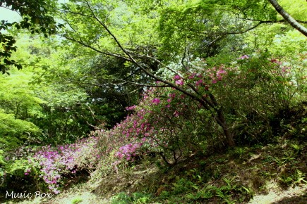 c0071221_18494194.jpg