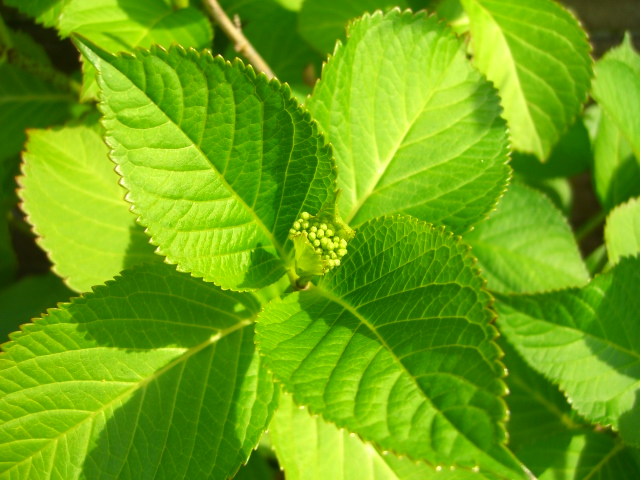 c0147830_15432082.jpg