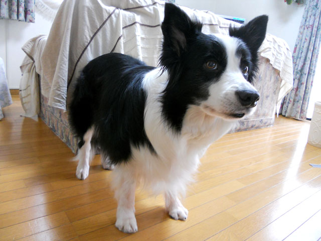 d0059230_8313472.jpg