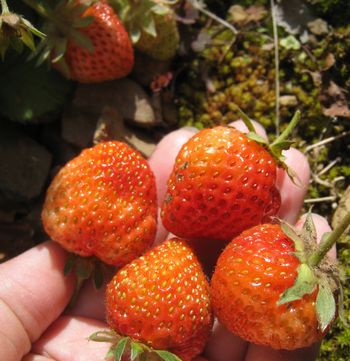 c0134734_1605917.jpg