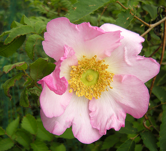 a0001354_235875.gif