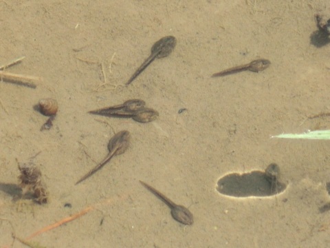e0045768_221230.jpg