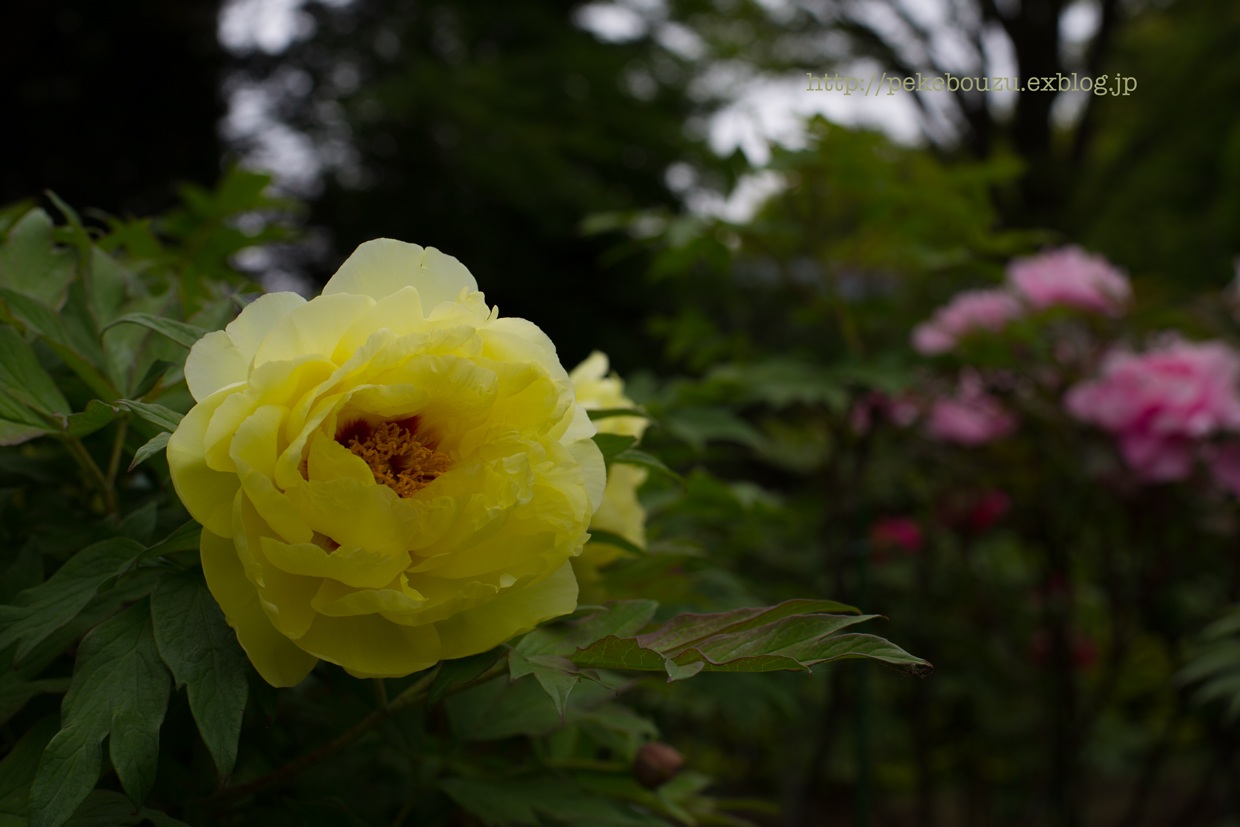 c0210275_22551579.jpg
