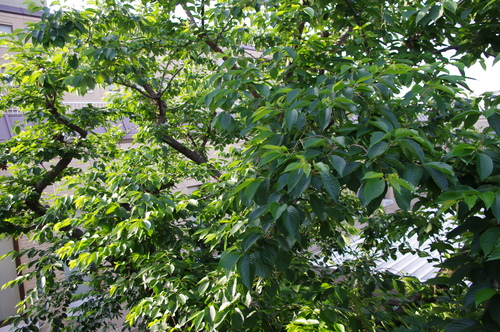 f0054677_78479.jpg