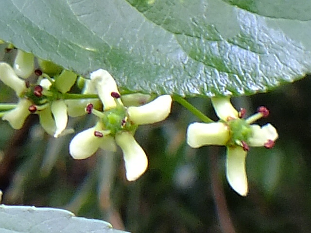 e0145782_1931173.jpg