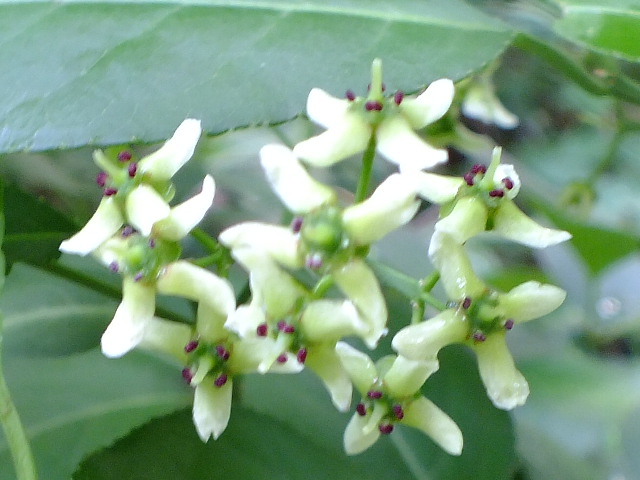 e0145782_1933648.jpg