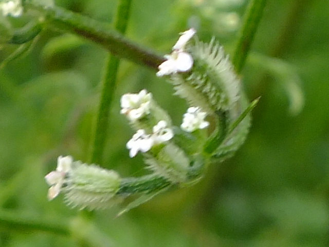e0145782_1955914.jpg